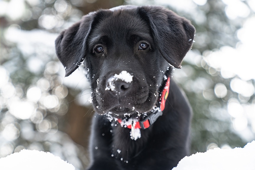 A black lab puppy with snow in the background and on its nose.